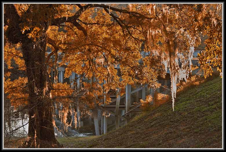 фото "great oaks grow from little acorns" метки: разное, 