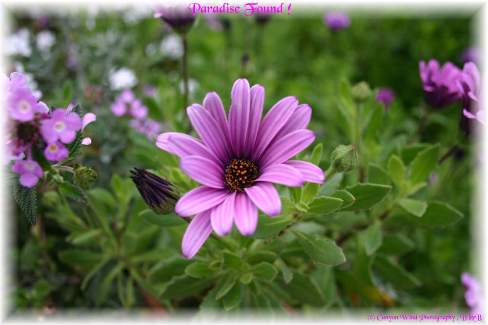 photo "Paradise Found !" tags: nature, macro and close-up, flowers