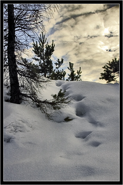 photo "uphill" tags: landscape, forest