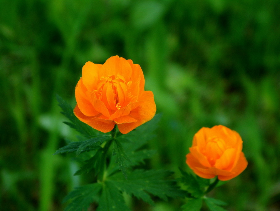 photo "Spark-gold flowers of Entre Rios" tags: nature, flowers