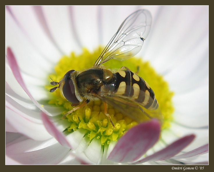 photo "~Drone-fly 2~" tags: macro and close-up, 