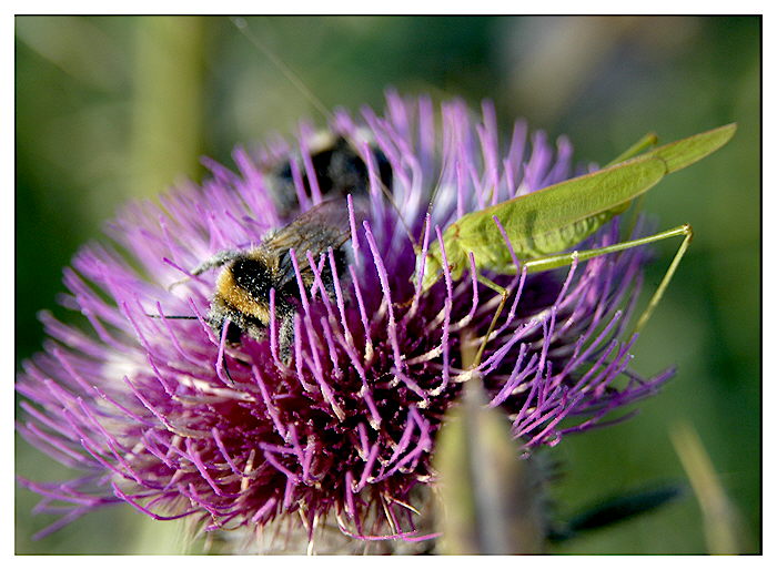 photo "Agiotage behind pollen" tags: macro and close-up, nature, insect