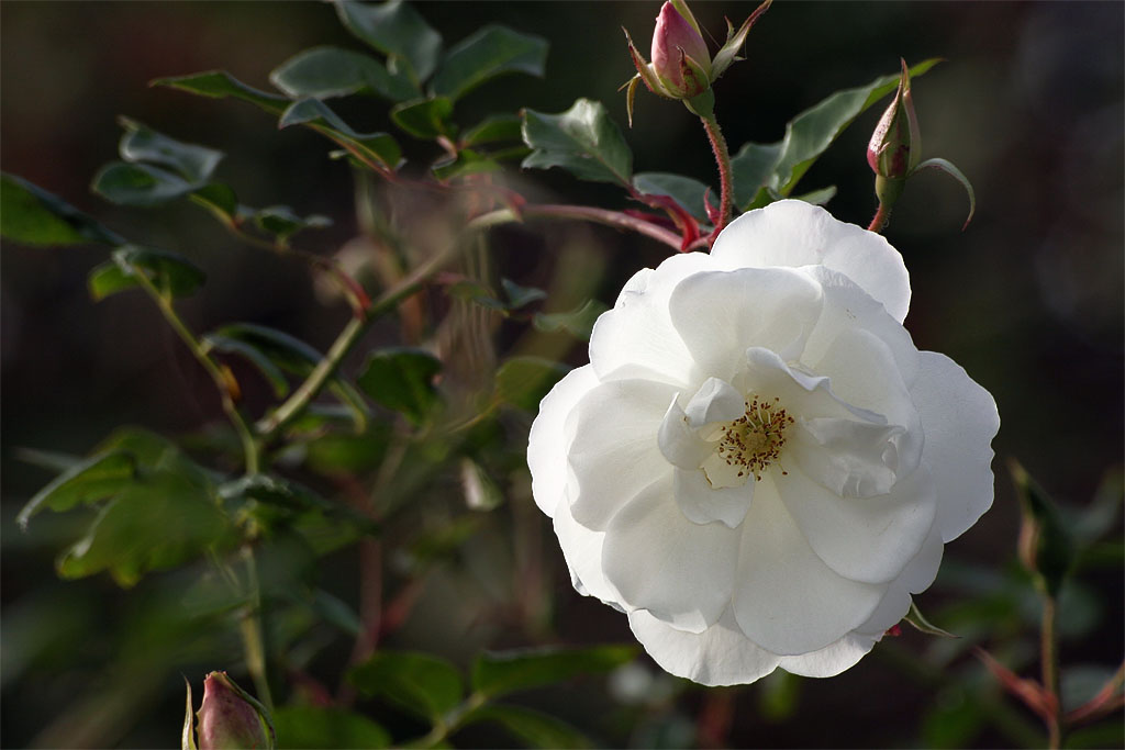 photo "Pure white" tags: nature, flowers