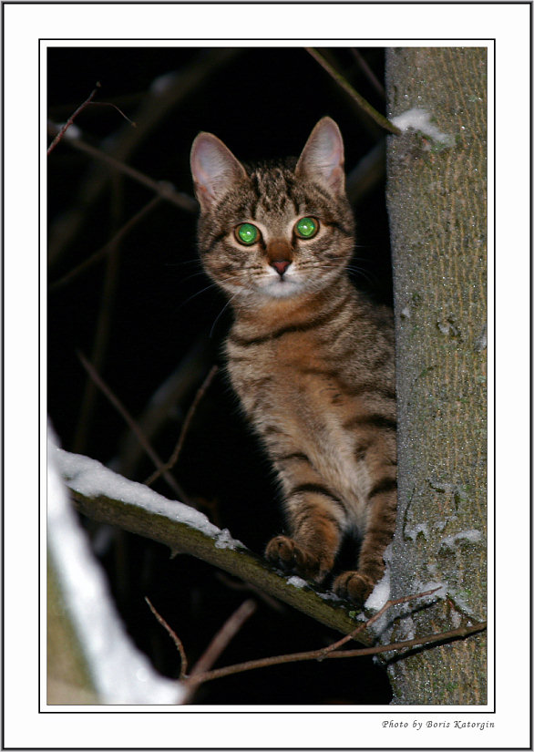 photo "Two green eyes in night" tags: nature, pets/farm animals, wild animals