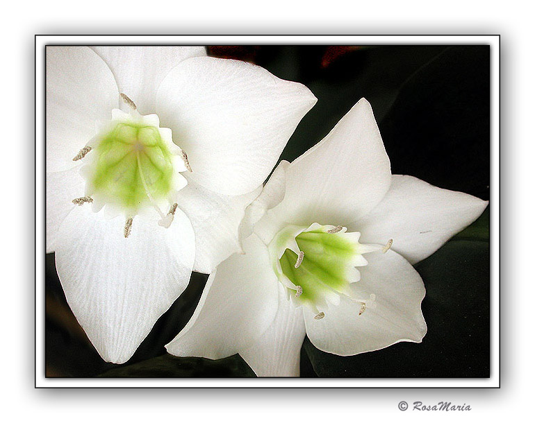 photo "Duet in White" tags: macro and close-up, nature, flowers