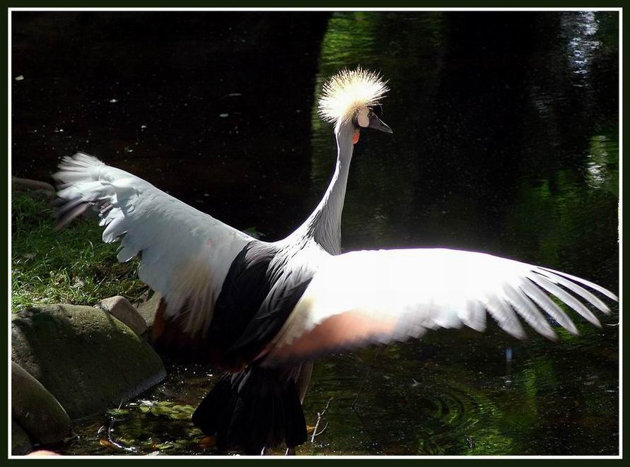 photo "To fly!" tags: nature, wild animals