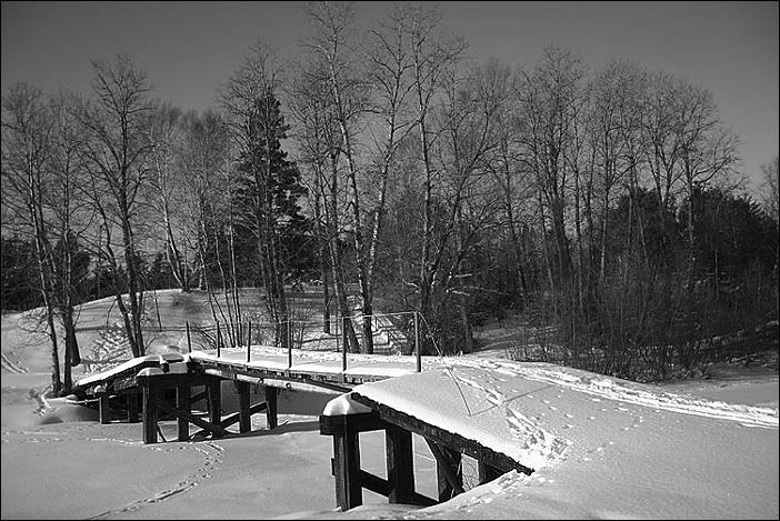 photo "***" tags: black&white, landscape, forest