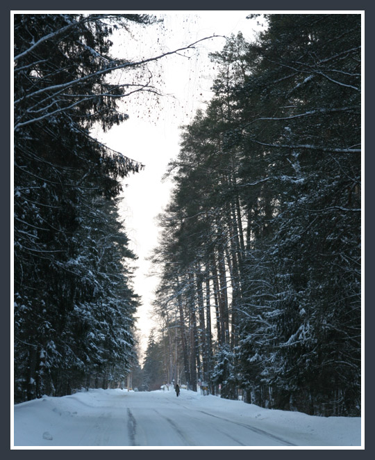 photo "Sad road" tags: landscape, forest