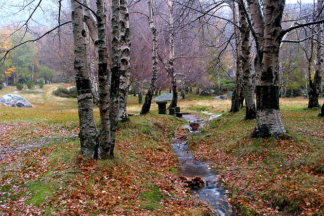 photo "Untitled photo" tags: nature, landscape, autumn, flowers