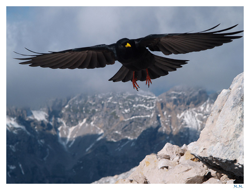 photo "Mountain bird" tags: nature, wild animals