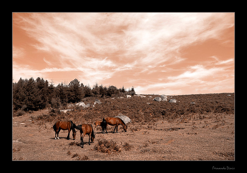 фото "Horses" метки: природа, пейзаж, горы, дикие животные