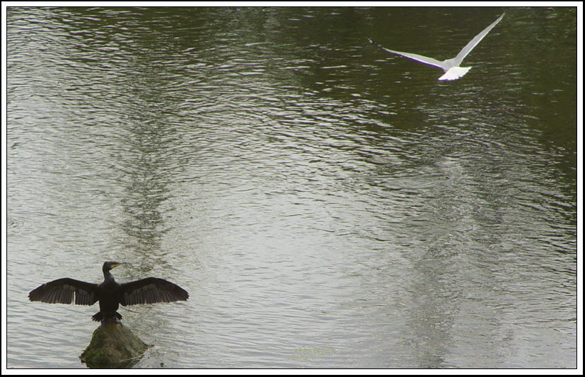 photo "Wings Wide Open" tags: nature, landscape, water, wild animals