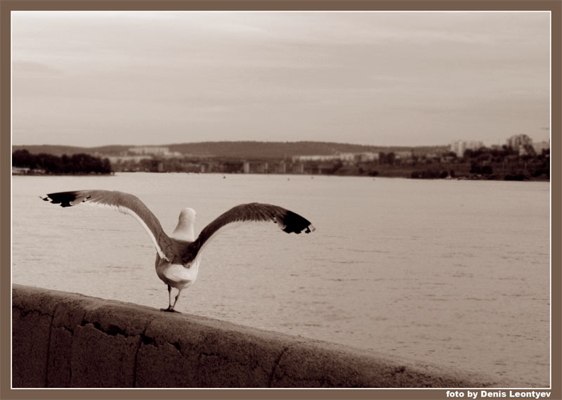 photo "Ready! Steady! Go!" tags: nature, black&white, wild animals