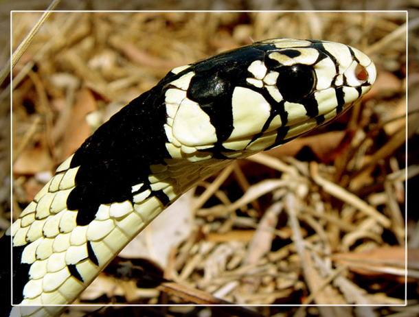 photo "Spilotes pullatus" tags: nature, macro and close-up, wild animals