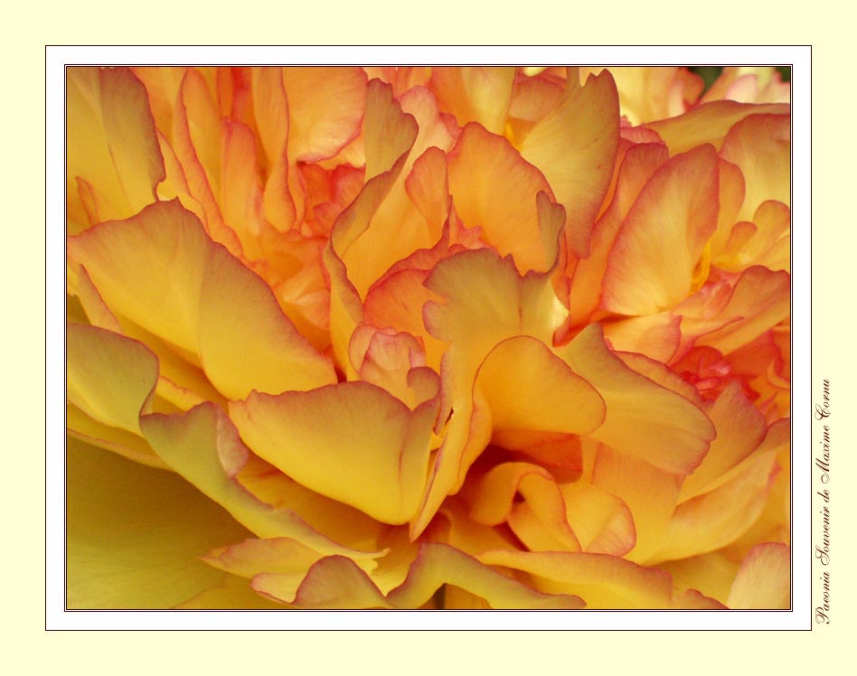 фото "Peony ruffles 2" метки: природа, макро и крупный план, цветы