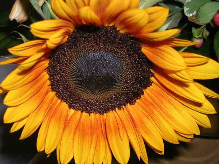 фото "Sunflower" метки: макро и крупный план, природа, цветы