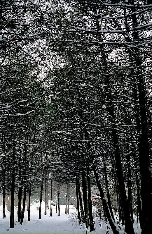 фото "Зимний граффизм" метки: природа, пейзаж, зима, цветы