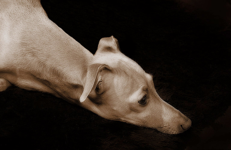 photo "About the "silly" small friend who thinks that is" tags: nature, misc., pets/farm animals