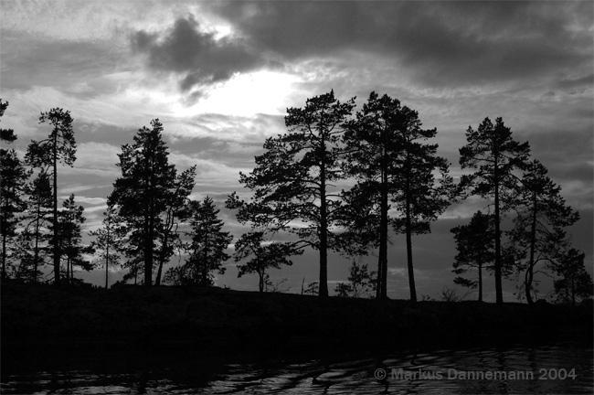 photo "trees" tags: black&white, 