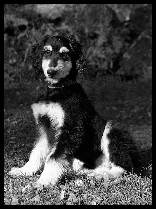 photo "Afghan puppy" tags: nature, black&white, pets/farm animals