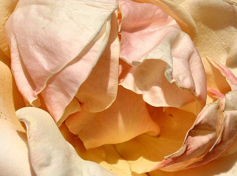 photo "The Rose" tags: nature, flowers
