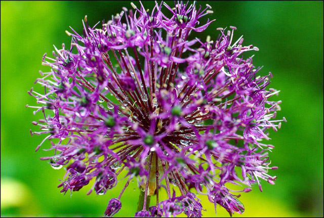 photo "Explosion" tags: nature, flowers