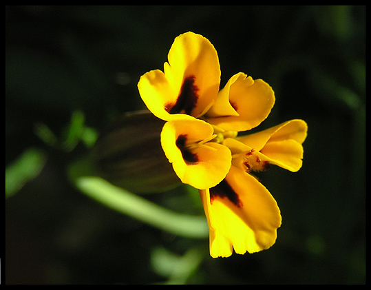 photo "* * *" tags: macro and close-up, nature, flowers