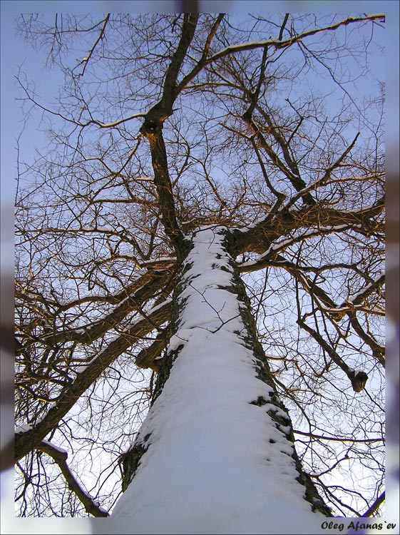 photo "It is dear in the sky." tags: landscape, nature, winter