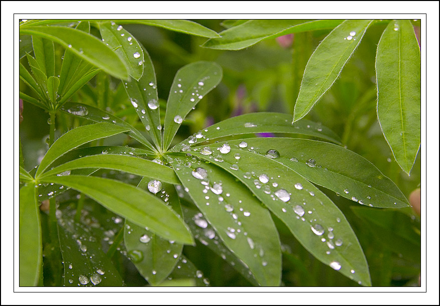 photo "freshness" tags: macro and close-up, 