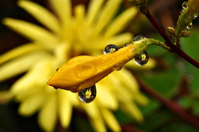 photo "Reflections" tags: macro and close-up, 