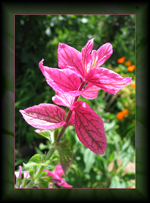 photo "To light" tags: nature, macro and close-up, flowers