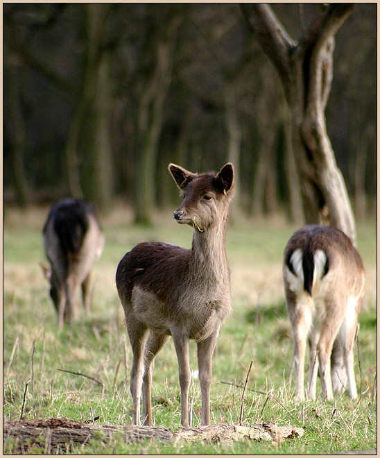 photo "I`m gonna be a photo model after I grown up!" tags: nature, wild animals