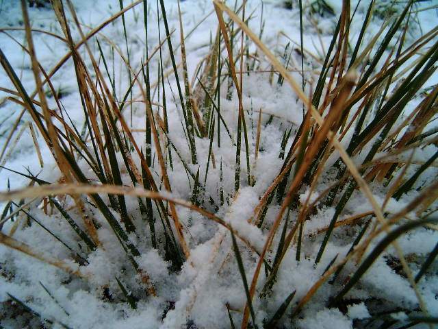 photo "Winter." tags: macro and close-up, 
