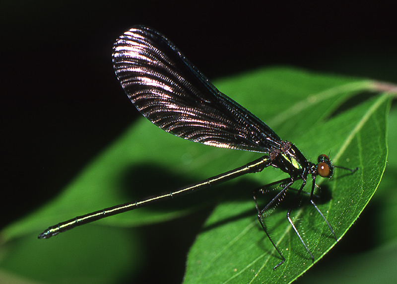 фото "Damselfly with sparkling wings" метки: природа, насекомое