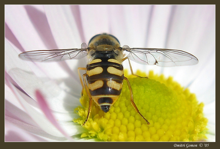 photo "~Drone-fly 3~" tags: macro and close-up, 