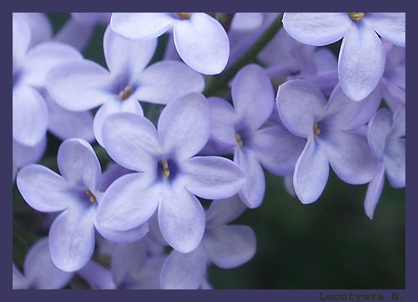 photo "5" tags: nature, macro and close-up, flowers