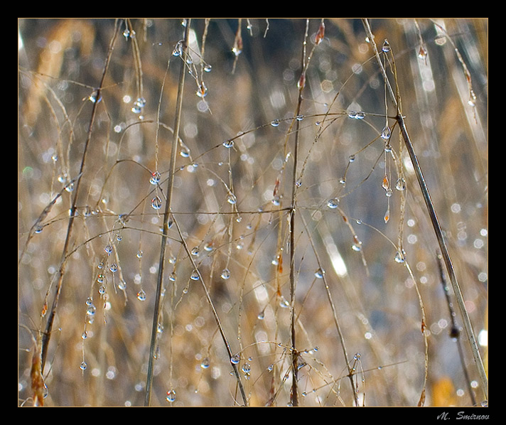 photo "Crystal quartet" tags: nature, macro and close-up, flowers