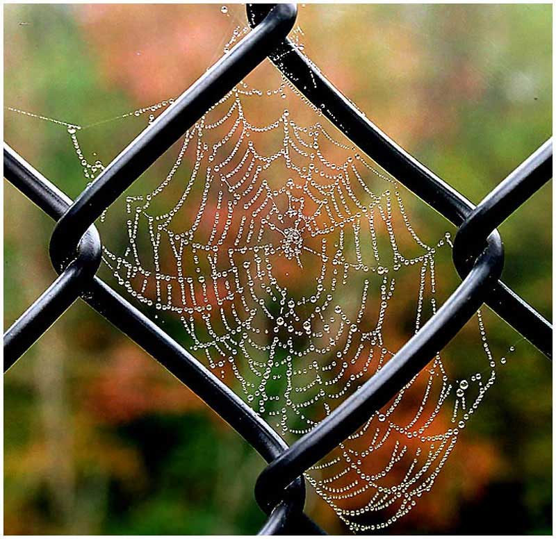 photo "web" tags: nature, insect