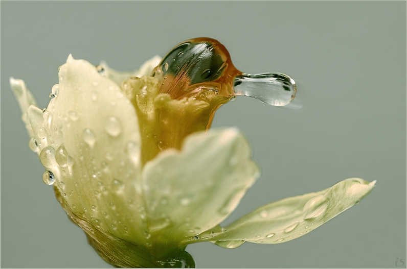 photo "About platypus." tags: macro and close-up, nature, flowers