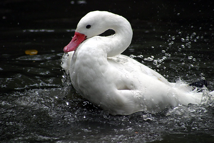 photo "Hour to bath" tags: nature, wild animals