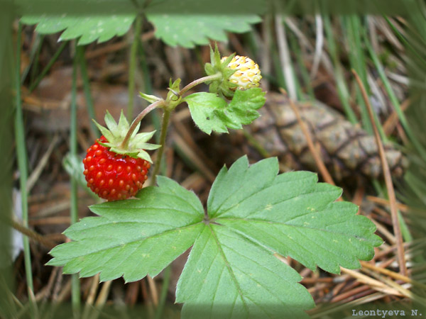 photo "Strawberry" tags: nature, macro and close-up, flowers