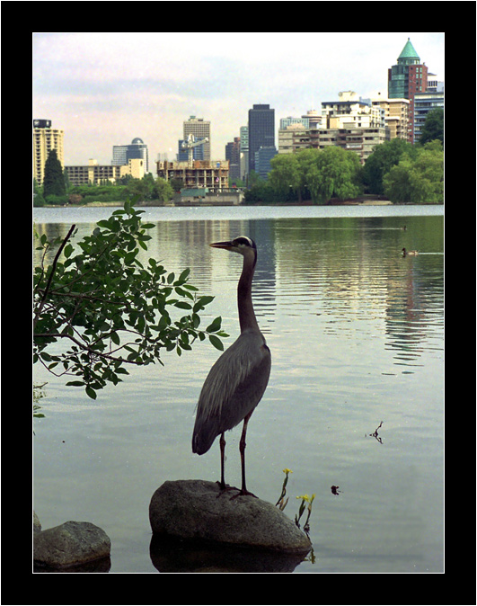 photo "city bird" tags: architecture, nature, landscape, wild animals