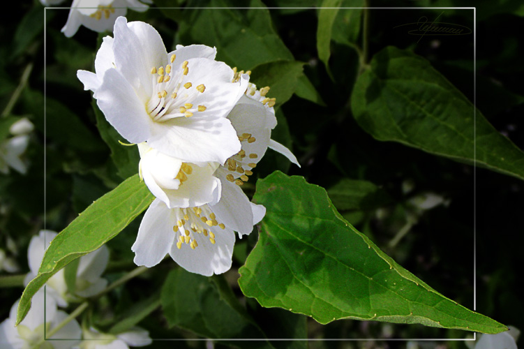 photo "Delicate perfume." tags: nature, macro and close-up, flowers