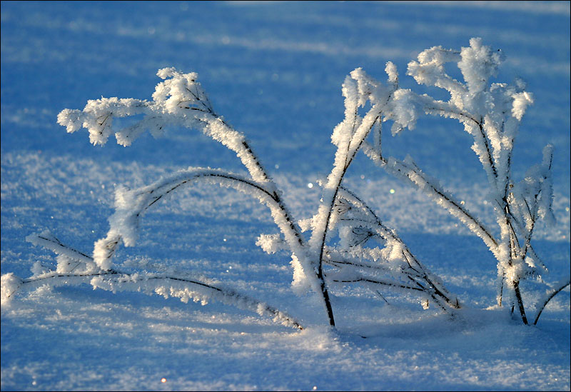 photo "Winter." tags: nature, 