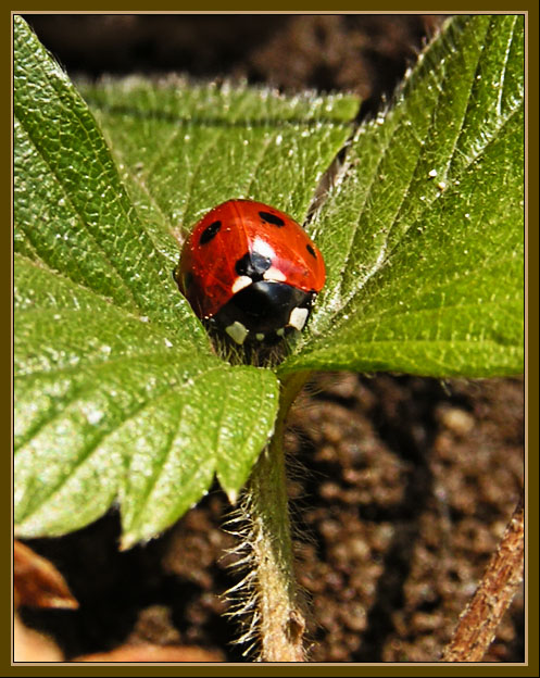photo "Did not wait ? :)" tags: nature, insect