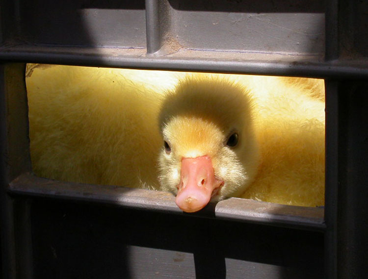 photo "Melancholy" tags: genre, nature, pets/farm animals