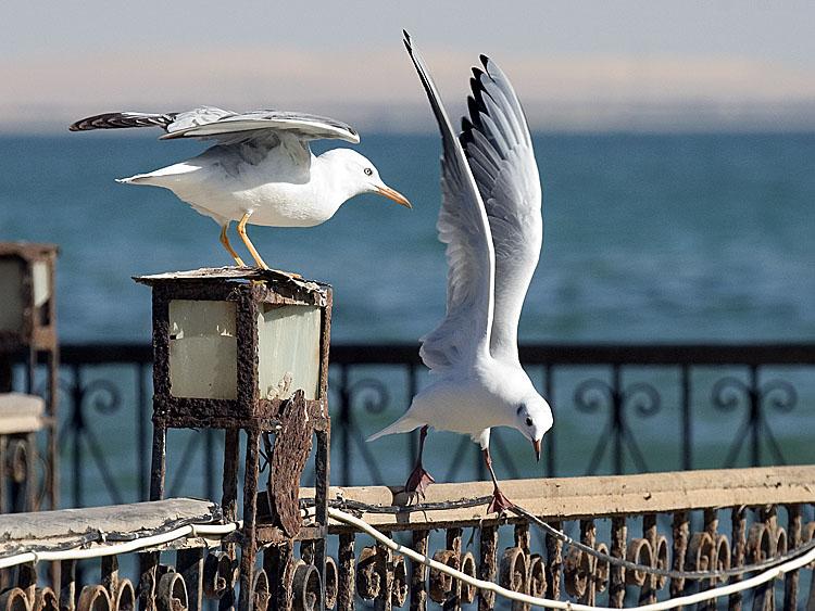 photo "Gulls 2" tags: nature, wild animals