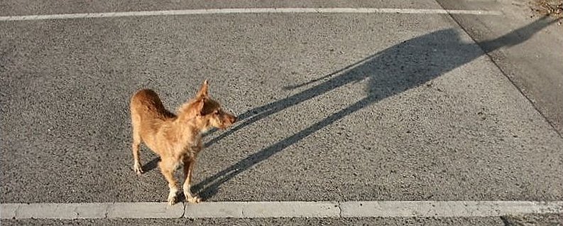 фото "The dog and the shadow" метки: природа, домашние животные