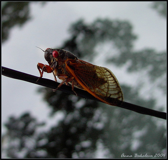 photo "Cicada X" tags: nature, macro and close-up, insect