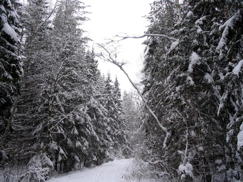 photo "Winter" tags: landscape, forest, winter